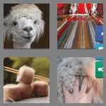 4 pics 1 word 6 letters alpaca