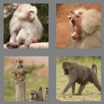 4 pics 1 word 6 letters baboon