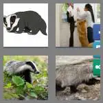 4 pics 1 word 6 letters badger