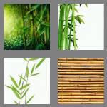 4 pics 1 word 6 letters bamboo