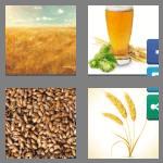 4 pics 1 word 6 letters barley