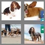 4 pics 1 word 6 letters basset