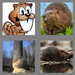 4 pics 1 word 6 letters beaver