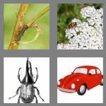 4 pics 1 word 6 letters beetle