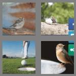 4 pics 1 word 6 letters birdie