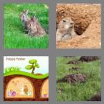 4 pics 1 word 6 letters burrow