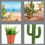 4 pics 1 word 6 letters cactus