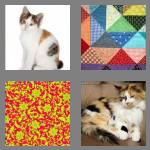 4 pics 1 word 6 letters calico