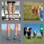 4 pics 1 word 6 letters calves