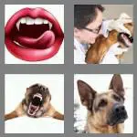 4 pics 1 word 6 letters canine
