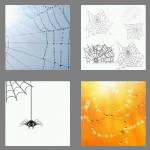 4 pics 1 word 6 letters cobweb