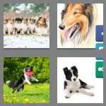 4 pics 1 word 6 letters collie