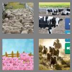 4 pics 1 word 6 letters corral