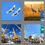 4 pics 1 word 6 letters cranes