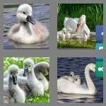 4 pics 1 word 6 letters cygnet