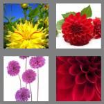 4 pics 1 word 6 letters dahlia