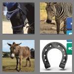 4 pics 1 word 6 letters equine