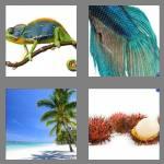 4 pics 1 word 6 letters exotic