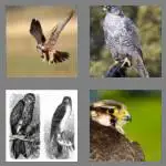 4 pics 1 word 6 letters falcon