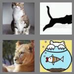 4 pics 1 word 6 letters feline