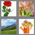 4 pics 1 word 6 letters flower