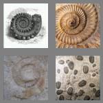 4 pics 1 word 6 letters fossil