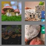 4 pics 1 word 6 letters fungus