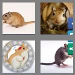 4 pics 1 word 6 letters gerbil