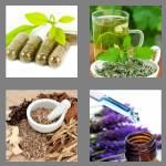 4 pics 1 word 6 letters herbal