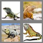 4 pics 1 word 6 letters iguana