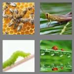 4 pics 1 word 6 letters insect