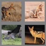 4 pics 1 word 6 letters jackal