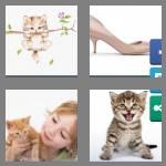 4 pics 1 word 6 letters kitten