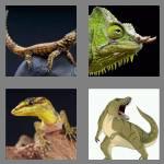 4 pics 1 word 6 letters lizard