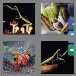 4 pics 1 word 6 letters mantis
