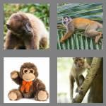 4 pics 1 word 6 letters monkey