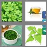 4 pics 1 word 6 letters nettle