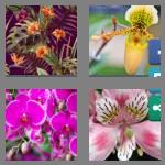 4 pics 1 word 6 letters orchid