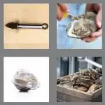 4 pics 1 word 6 letters oyster