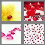 4 pics 1 word 6 letters petals