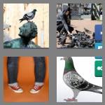 4 pics 1 word 6 letters pigeon