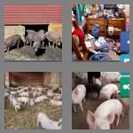 4 pics 1 word 6 letters pigsty