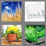 4 pics 1 word 6 letters plants