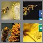 4 pics 1 word 6 letters pollen