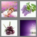 4 pics 1 word 6 letters purple