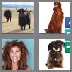 4 pics 1 word 6 letters shaggy