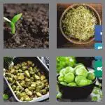 4 pics 1 word 6 letters sprout