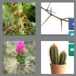 4 pics 1 word 6 letters thorny