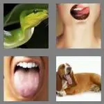 4 pics 1 word 6 letters tongue