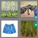 4 pics 1 word 6 letters trunks